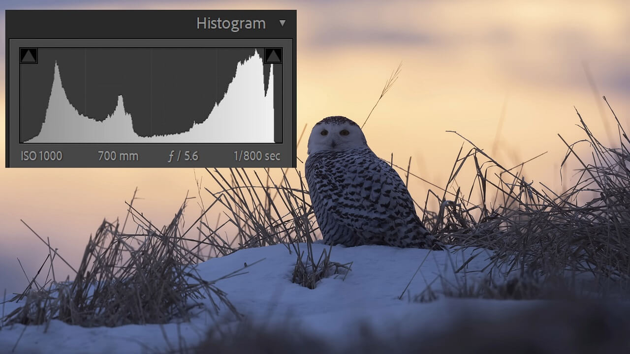 A snowy owl perched on a hill at dusk with a histogram overlay