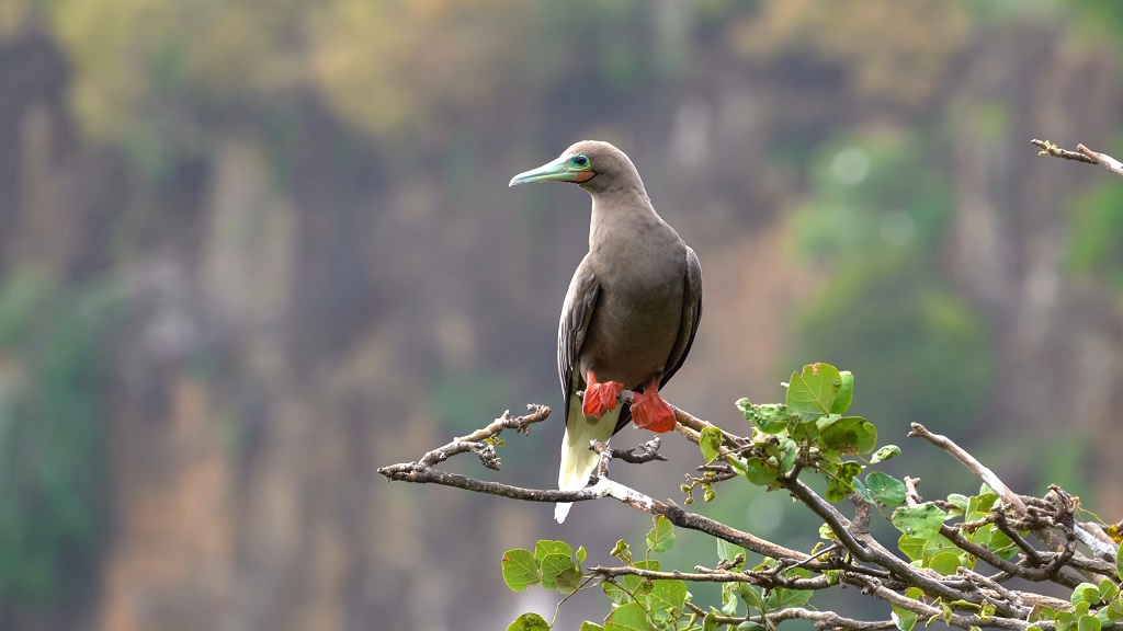 Wildlife in Fernando de Noronha Island