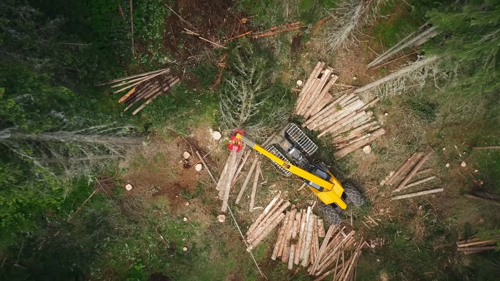 A harvester machine cutting down logs in a dense forest area, surrounded by fallen timber and green foliage