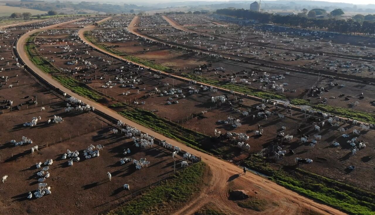 Footage of a JBS feedlot in Brazil