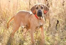 Fila Brasileiro Care Plan