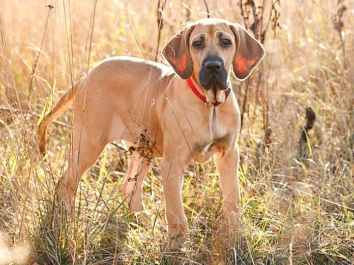 Fila Brasileiro Care Plan