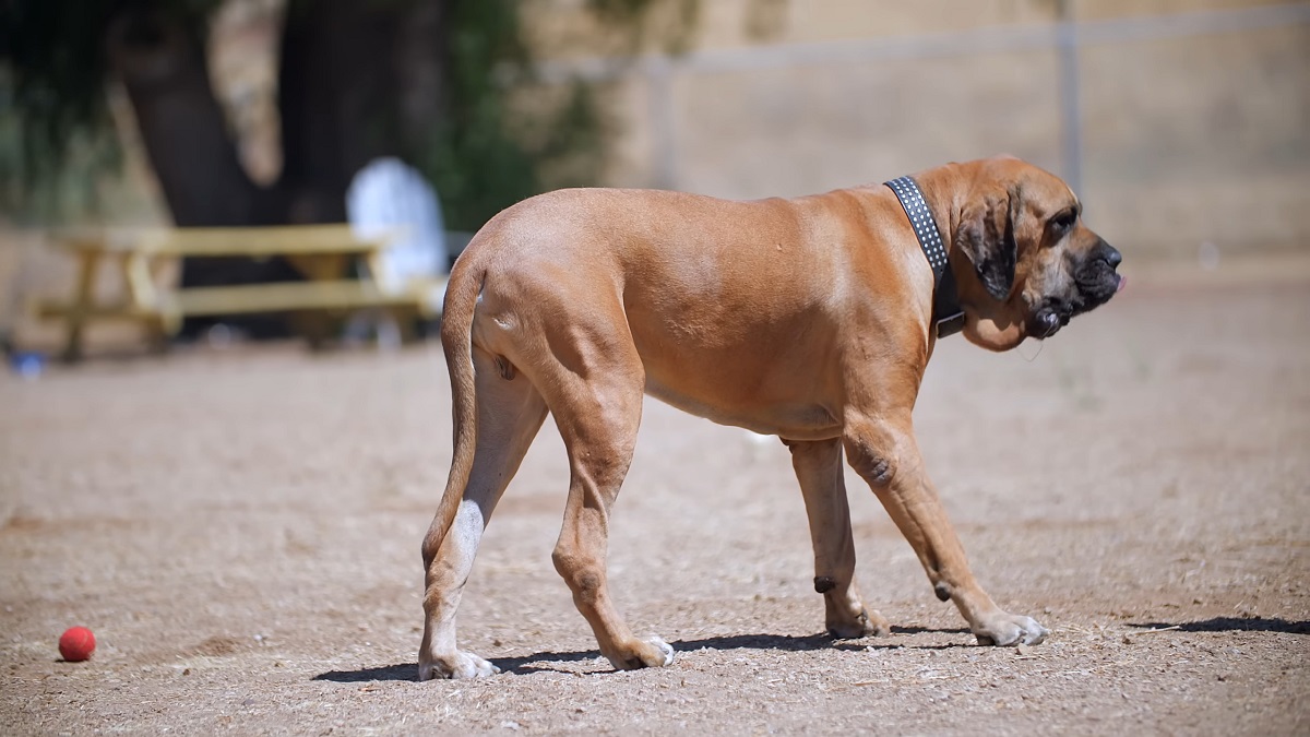 A Fila Brasileiro dog walking in a dry outdoor park