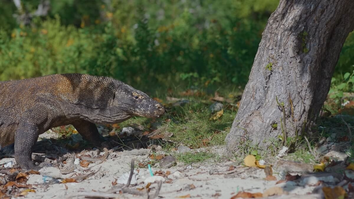 Komodo dragon in Komodo National Park