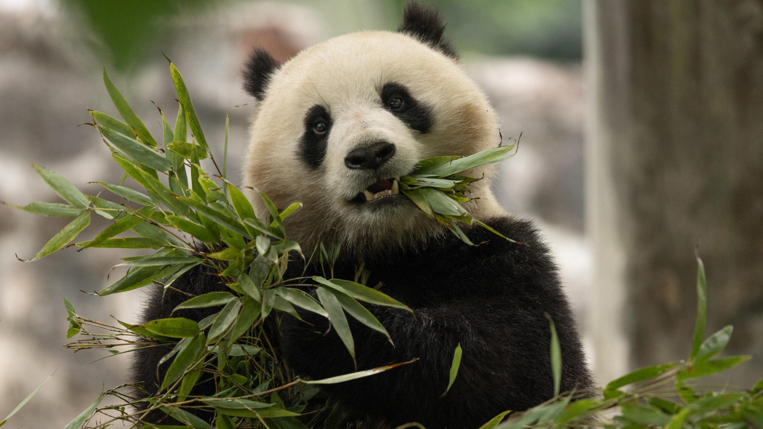 National Zoo Bao Li panda