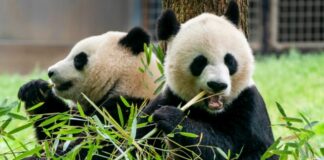 Smithsonian National Zoo Pandas