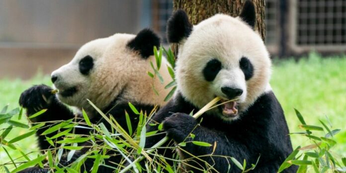 Smithsonian National Zoo Pandas