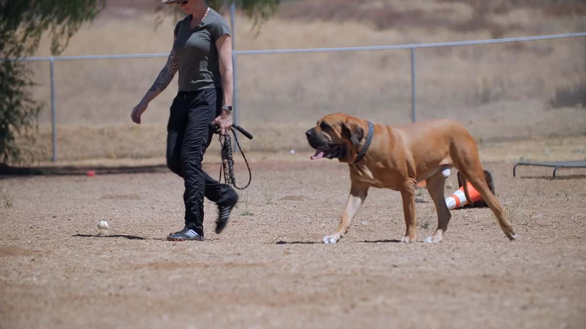 A Fila Brasileiro dog walking beside a woman in an outdoor training area