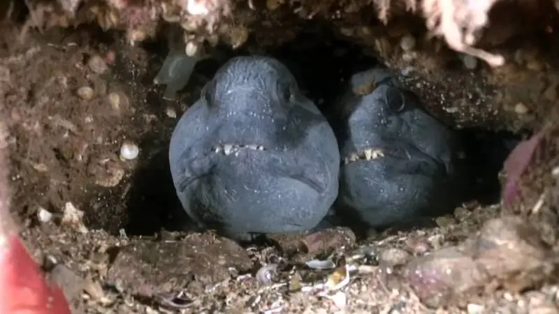 Atlantic Wolffish in a rocky crevice underwater, showcasing its sharp teeth and unusual appearance – one of the ugliest fish in the ocean