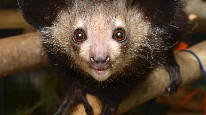 Aye-Aye