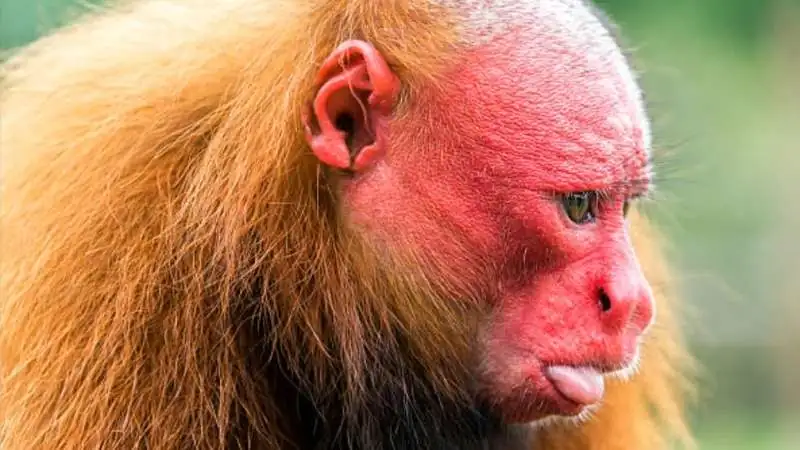 Bald Uakari