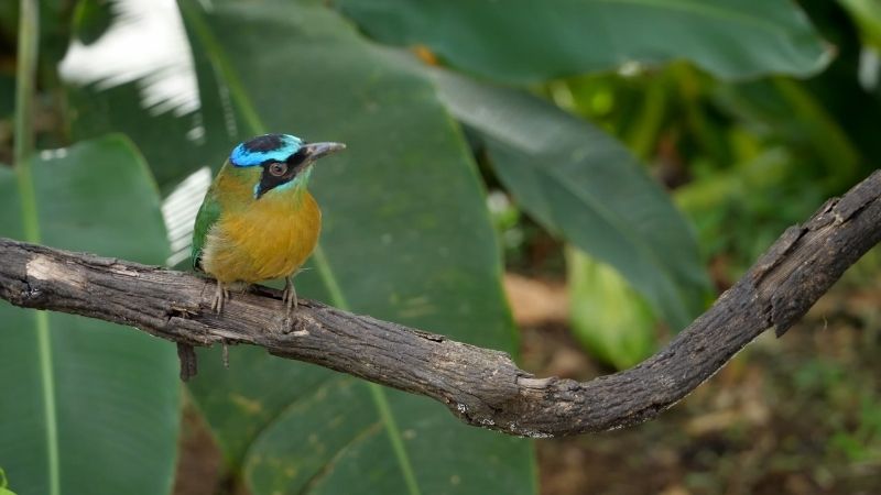 Lesson's Motmot bird at the Snake Island