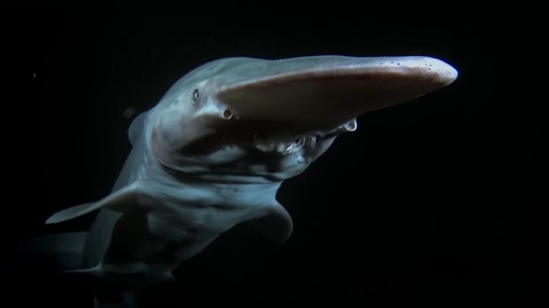 Goblin Shark swimming in the dark ocean, known for its protruding snout and bizarre look – a true example of an ugliest fish