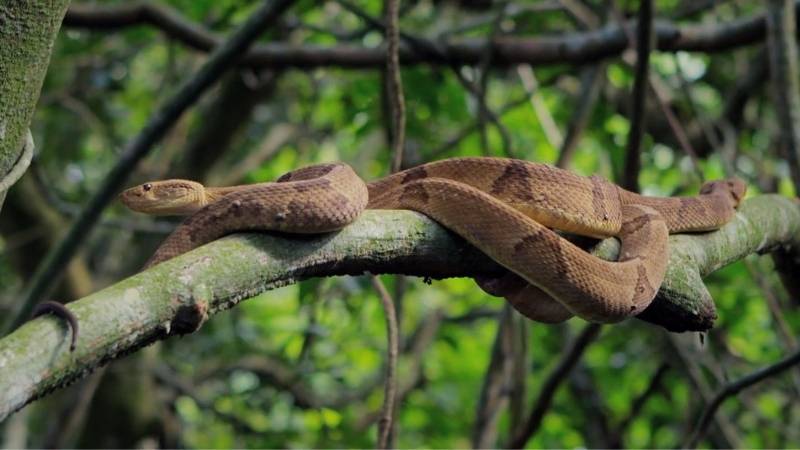 Golden Lancehead snake