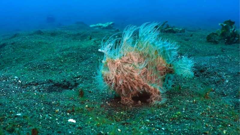 Hairy Frogfish blending with the ocean floor using its fuzzy, camouflaged body – a strange and peculiar species of underwater life