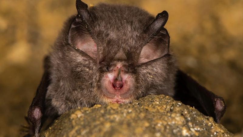 Horseshoe Bat