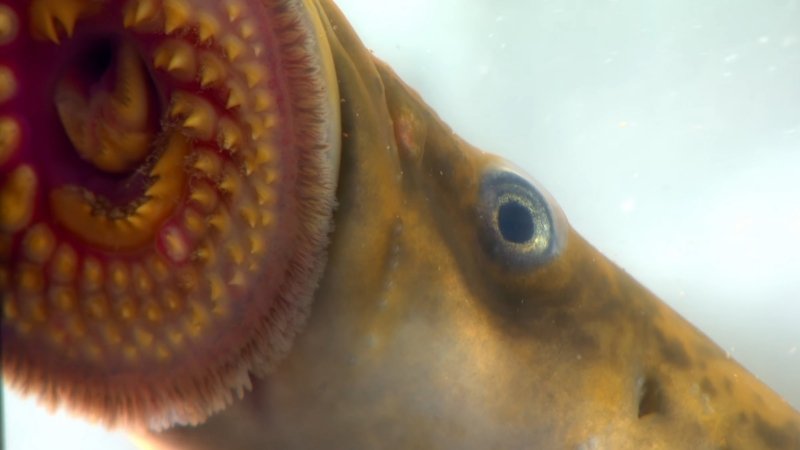 Lamprey with its circular, toothed mouth attached to a surface, a parasitic jawless fish with a haunting prehistoric appearance