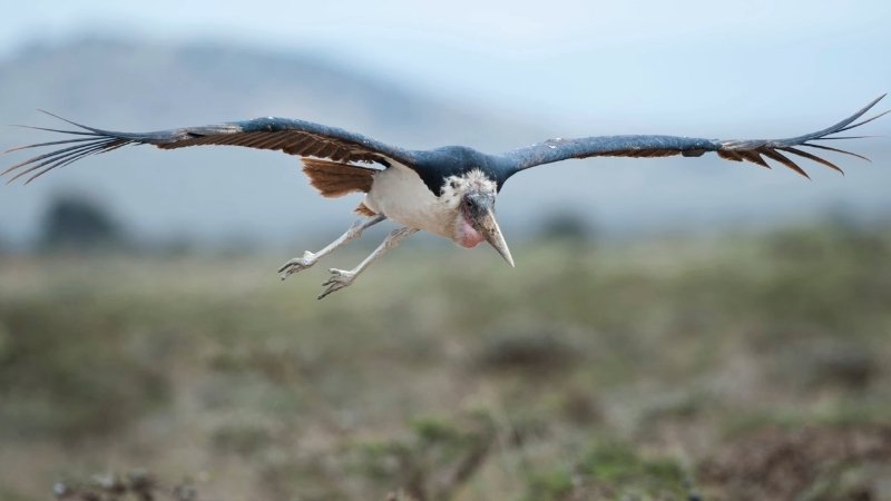 Marabou Stork