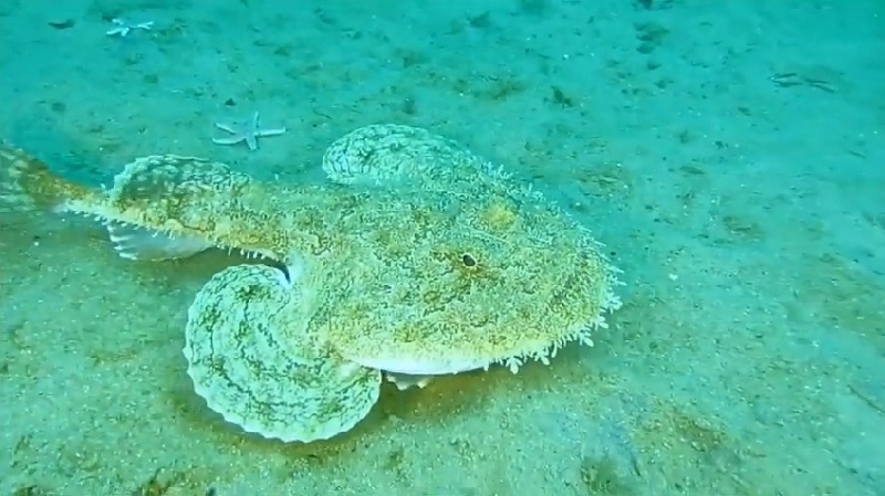 Monkfish resting on the ocean floor with a flat, wide body and rough texture, often considered among the ugliest fish in marine life