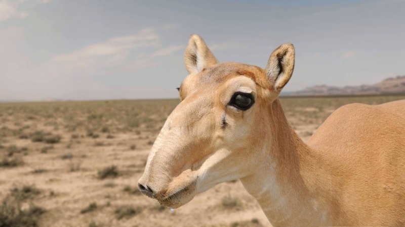 Saiga Antelope