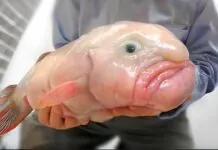 Ugliest Fish in the Ocean