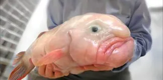 Ugliest Fish in the Ocean