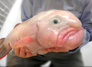 Ugliest Fish in the Ocean